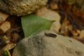 Lepidostoma sp.